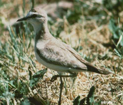 Mountain Plover